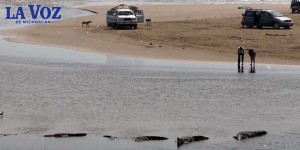 Determinarán qué hacer con cocodrilos de Lázaro Cárdenas, tras la veda