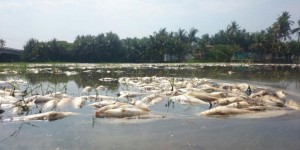 Retiran pescadores 3 toneladas de peces muertos de Barra de Pichi