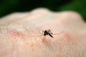 Prevén aumento de 60% de Chikungunya