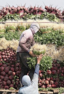 EEUU prohíbe cilantro mexicano por contaminación con heces