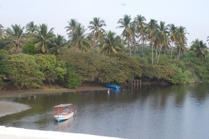 Industria destruye manglares en Lázaro Cárdenas