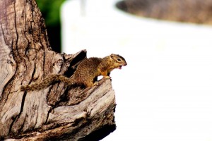 Cuinique una plaga que acaba con las semillas