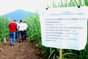 Santa Clara tiene 517 variedades de caña de azúcar