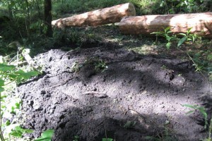 Comuneros denuncian tala clandestina en Zitácuaro