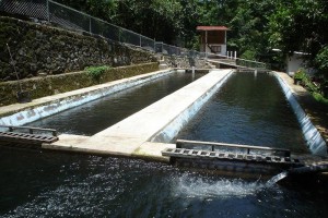 Trucha poco consumible, a pesar de ser un alimento completo