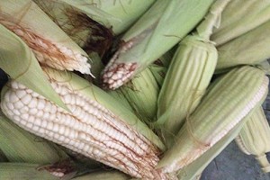 Sorgo y maíz, devastados en el Bajío Michoacano