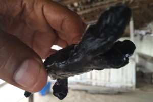 Patricia impide anidación de tortugas en Michoacán