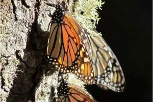 Ya llegaron las primeras mariposas monarcas a El Rosario
