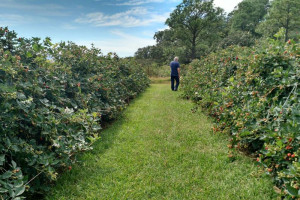 Michoacán se alista en producción agrícola