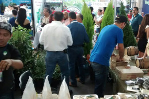 Sector aguacatero podrá acceder a programas de SAGARPA