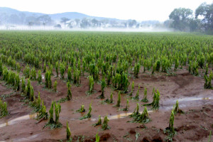 SAGARPA niega disminución de apoyos en 2016