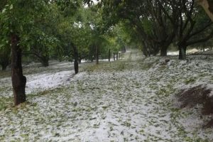 Fuerte granizada causa daños a aguacate en Los Reyes