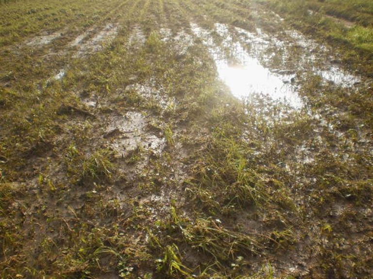 Afectados, cultivos de maíz de Zamora