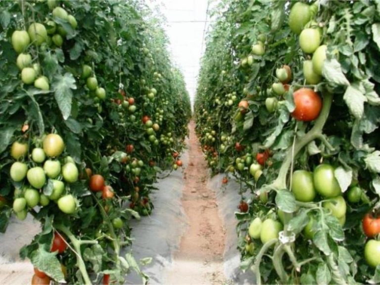 Michoacán, sexto lugar en la producción de jitomate