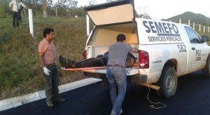 Abandonan 4 cuerpos en carretera de Michoacán